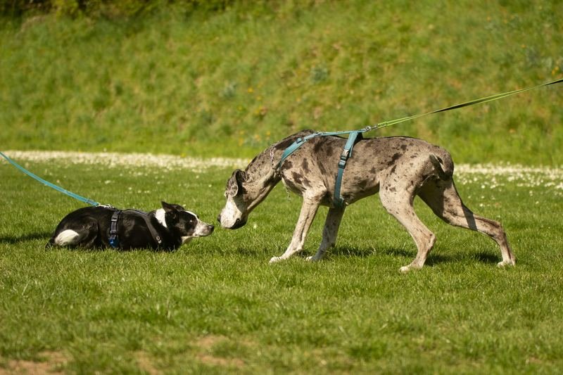 Ein liegender Mentorenhund und eine große graue Dogge begegnen sich auf dem Platz