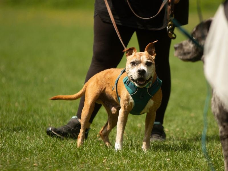 Ein hellbrauner Hund an der Leine schaut aufmerksam nach vorn