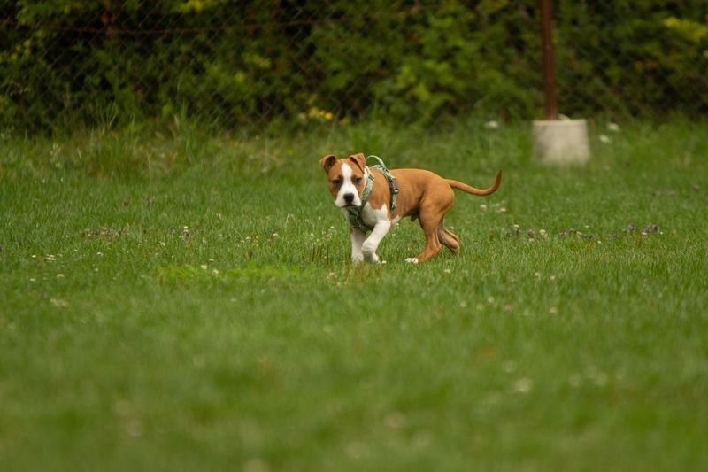 Ein junger Hund erkundet den Platz
