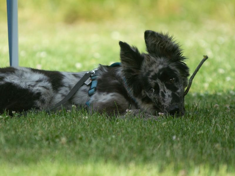 Ein Hund liegt ruhig im Gras und wirkt unauffällig