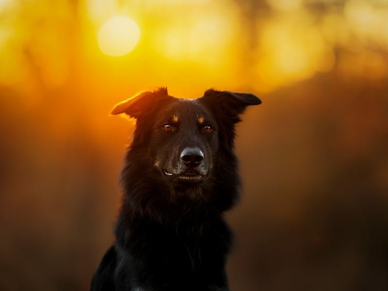 Jack, ein schwarzer Hund, schaut im Abendlicht in die Kamera